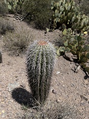 Carnegiea gigantea