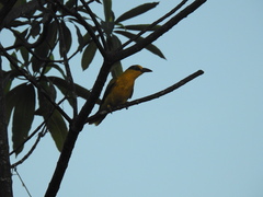 Oriolus chinensis