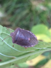 Palomena