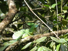 Basiliscus plumifrons