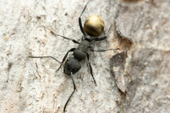 Polyrhachis erato