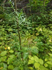 Jacobaea erucifolia