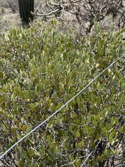 Simmondsia chinensis