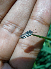 Coelioxys coturnix