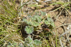Pelargonium reniforme