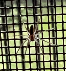 Pisaurina