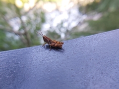 Xenocatantops brachycerus