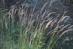 Calamagrostis varia