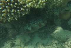 Cyclichthys spilostylus