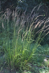 Calamagrostis varia