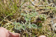 Pelargonium reniforme