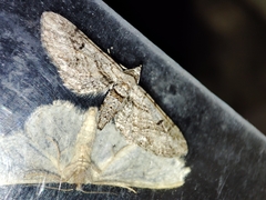 Eupithecia weissi