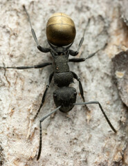 Polyrhachis erato