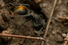 Polyrhachis vermiculosa