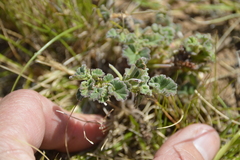 Pelargonium reniforme