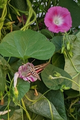 Hyles lineata