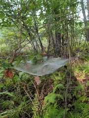 Frontinella pyramitela