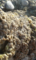 Semibalanus balanoides