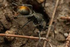 Polyrhachis vermiculosa