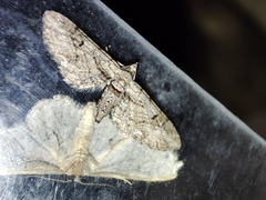 Eupithecia weissi