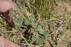 Pelargonium reniforme