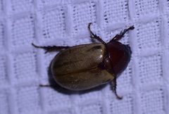 Cyclocephala