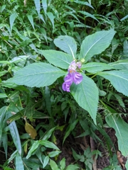 Impatiens textorii