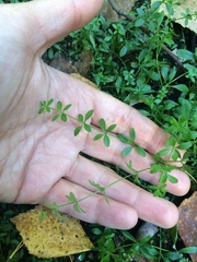 Galium palustre