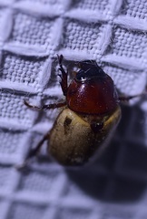 Cyclocephala