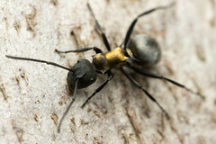 Polyrhachis ornata
