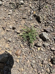 Euphorbia capitellata