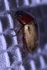 Cyclocephala