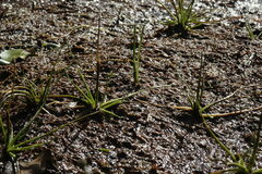 Eriocaulon chinorossicum