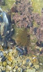 Actinia equina