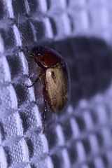 Cyclocephala