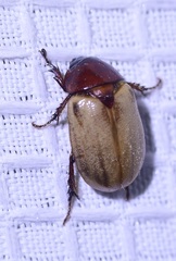 Cyclocephala
