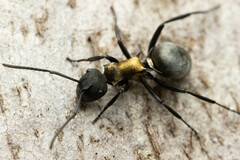 Polyrhachis ornata