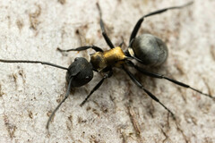 Polyrhachis ornata