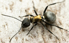 Polyrhachis ornata