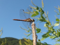 Sympetrum frequens