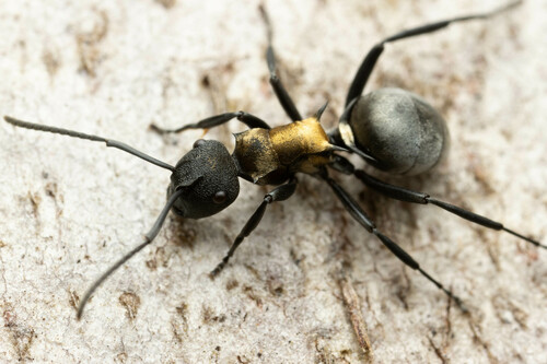 饰纹多刺蚁Polyrhachis ornata