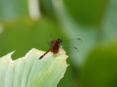 Erythrodiplax fervida