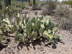 Opuntia discata