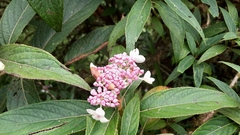 Hydrangea longifolia