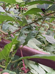 Psara