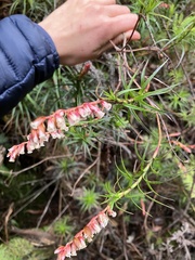 Dracophyllum secundum