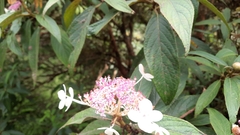 Hydrangea longifolia