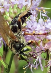 Tachytes guatemalensis