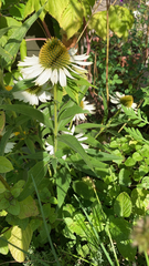 Echinacea