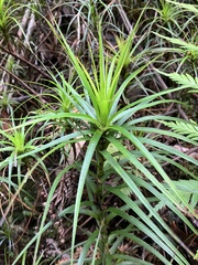 Dracophyllum secundum